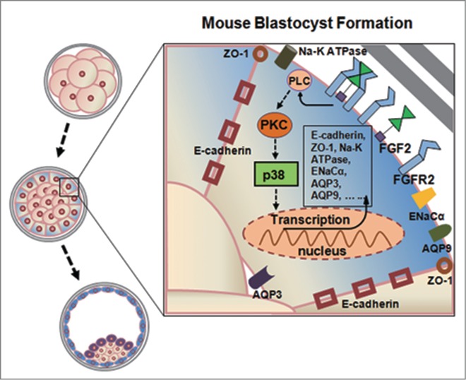 Figure 6.