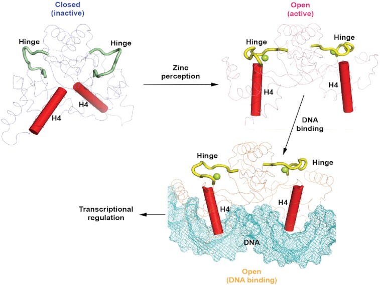 Graphical Abstract