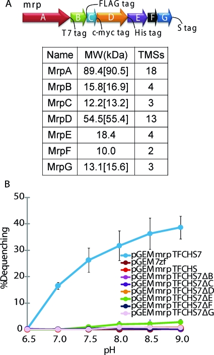 FIG. 1.