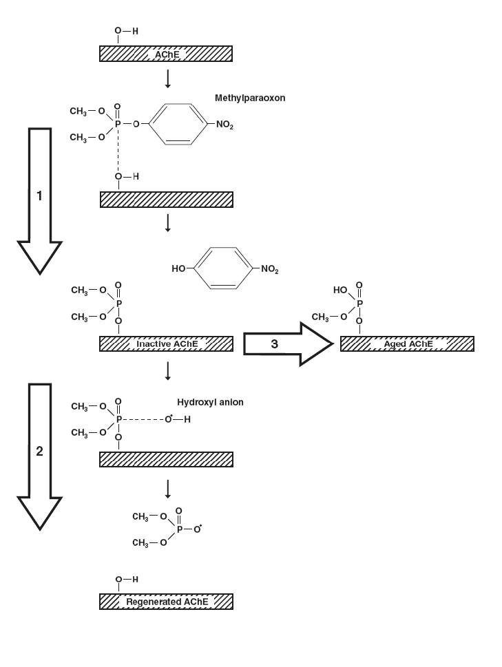 Figure 1. Reaction of organophosphate pesticides with acetylcholinesterase.