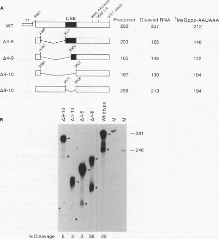 graphic file with name molcellb00132-0047-a.jpg