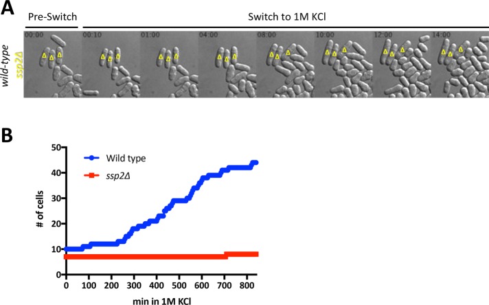 FIGURE 4: