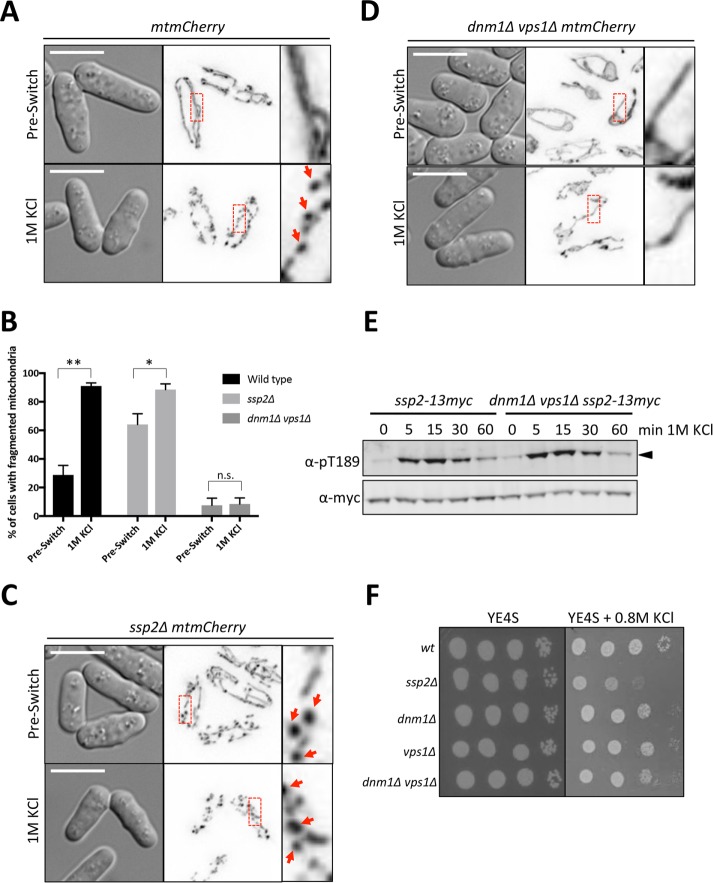 FIGURE 6: