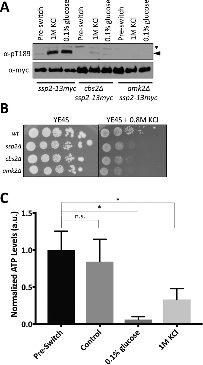 FIGURE 5: