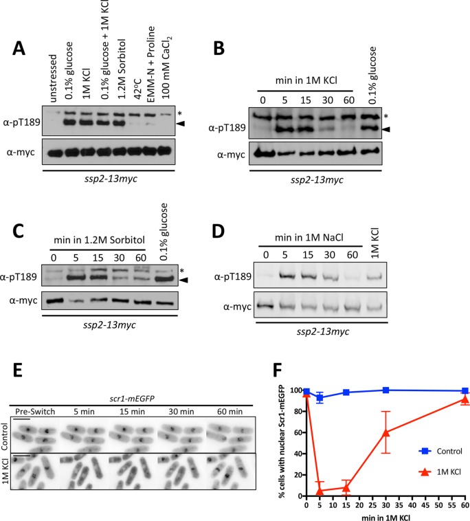 FIGURE 1: