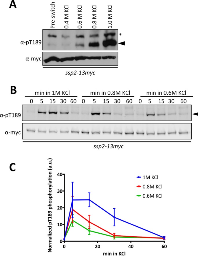 FIGURE 2: