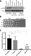 FIGURE 5: