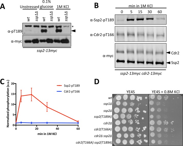 FIGURE 3: