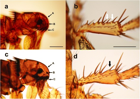 Fig. 2