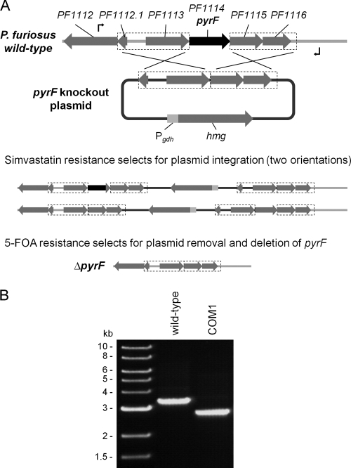 FIG. 1.