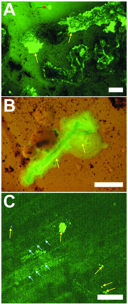 FIG. 4.