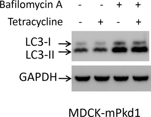 FIGURE 19.