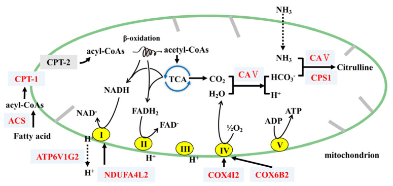 Figure 7