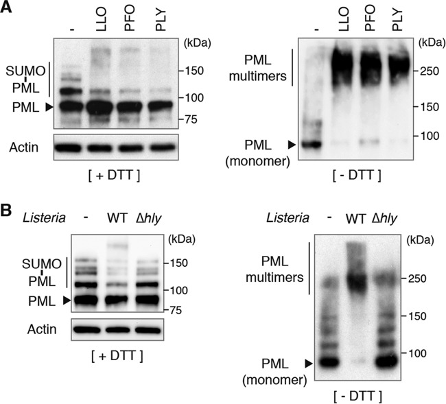 FIG 6 