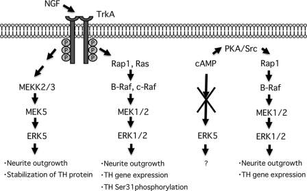 FIGURE 11.