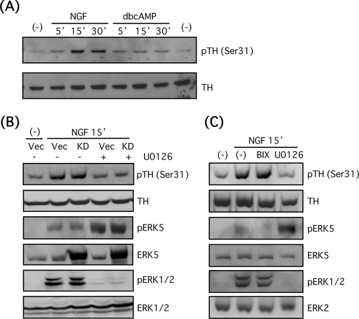 FIGURE 10.