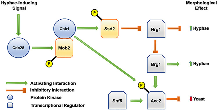 FIG 10