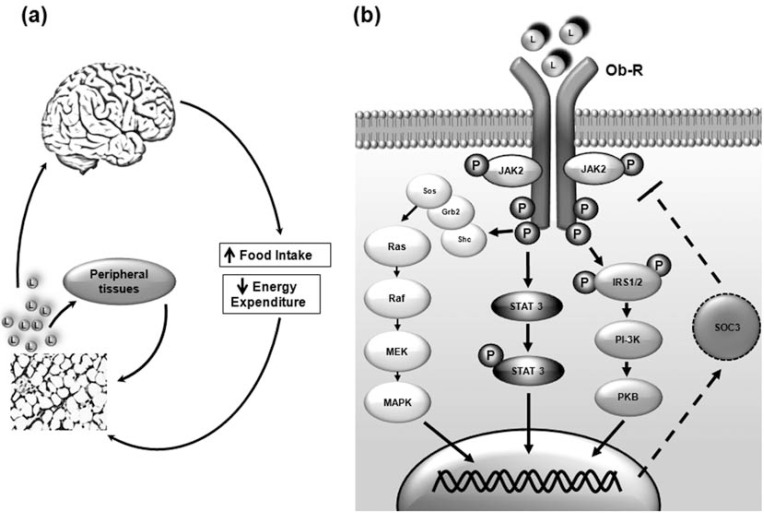 Fig. (1)