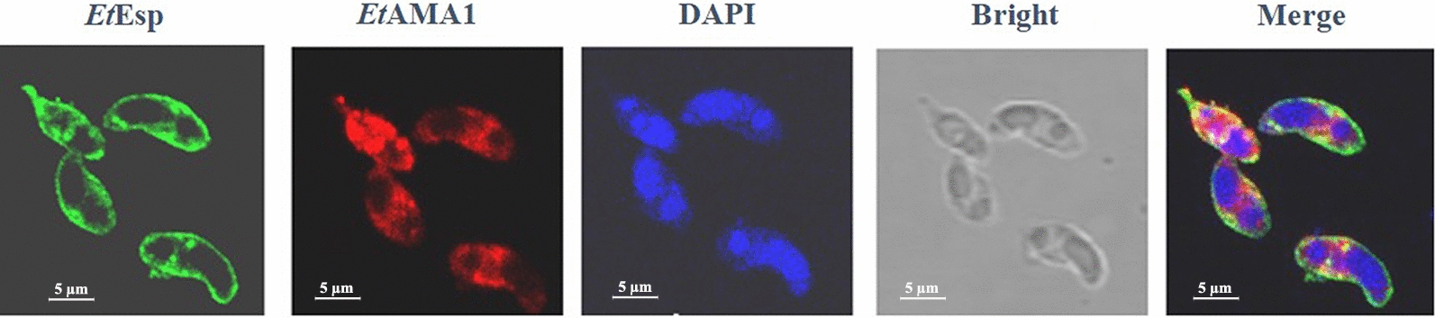 Fig. 8