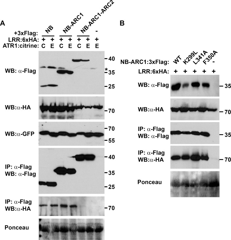 Fig 7