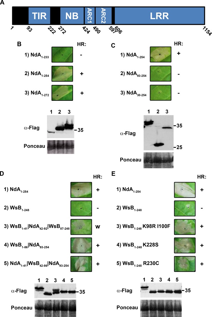 Fig 1