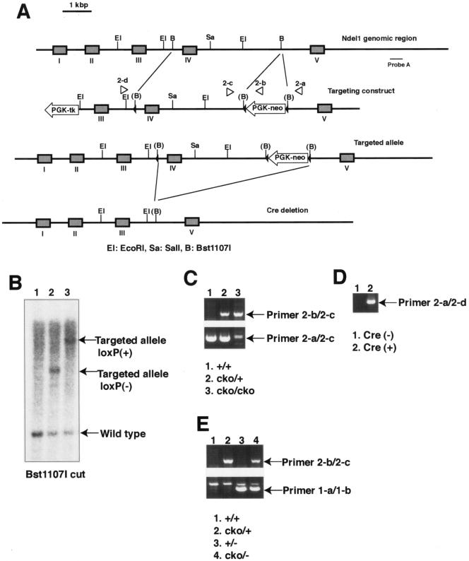 FIG. 2.