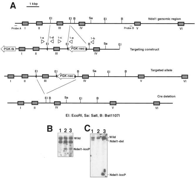 FIG. 1.