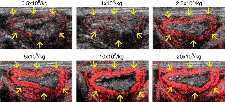 Figure 2b: