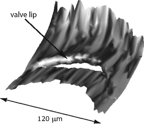 Fig. 8