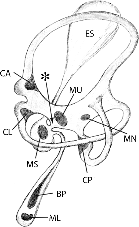 Fig. 7