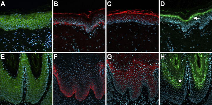 Figure 4