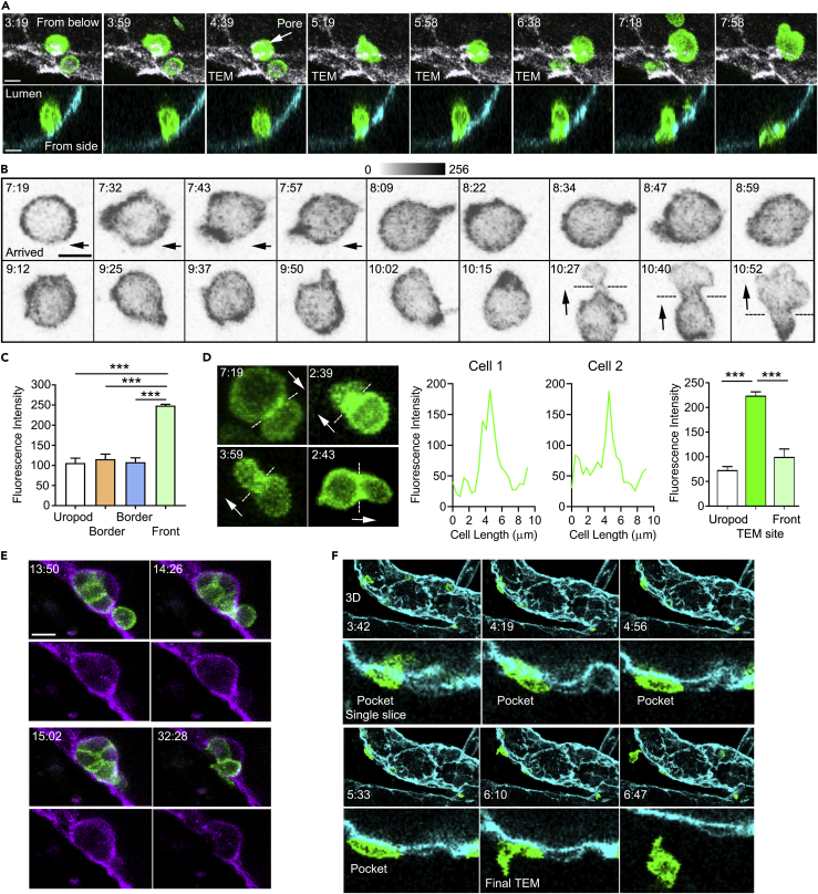 Figure 4