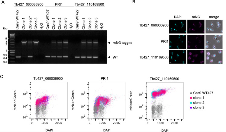 Figure 3—figure supplement 1.