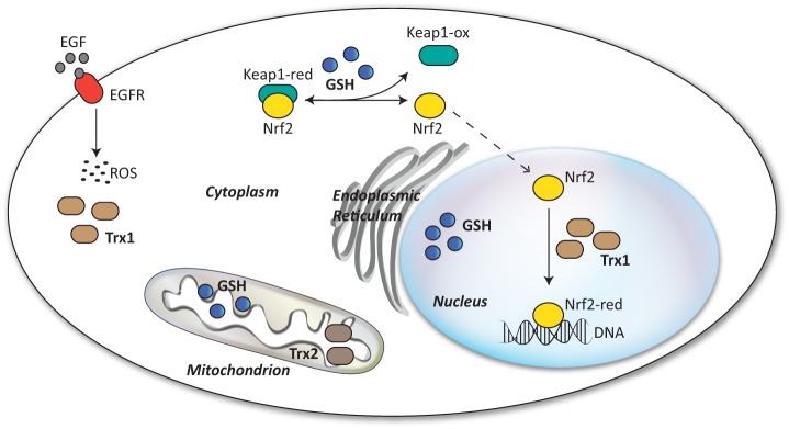 FIGURE 4.