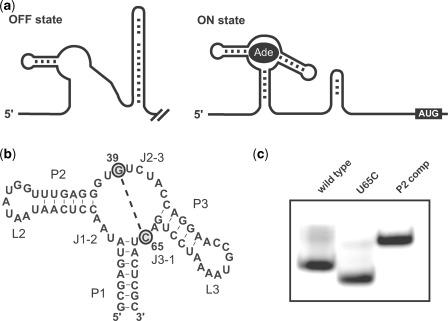 Figure 1.