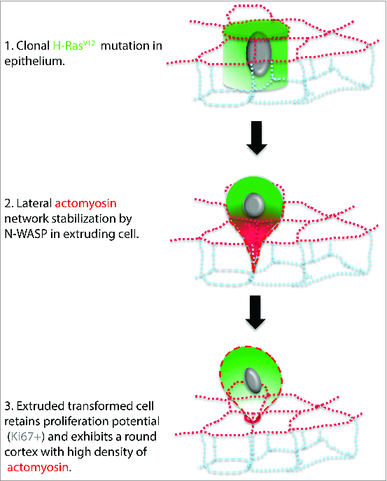 Figure 5.