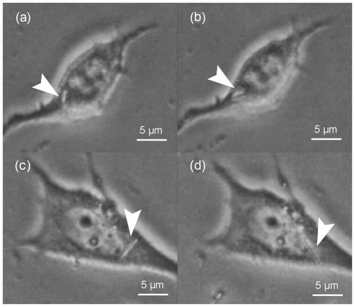 FIGURE 4