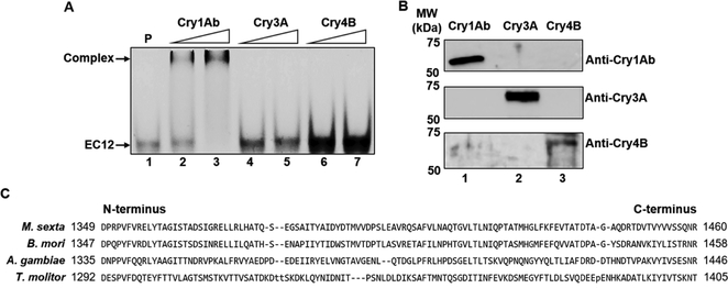 Figure 4: