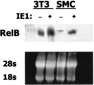 FIG. 7.