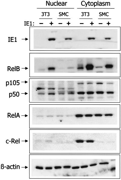 FIG. 5.