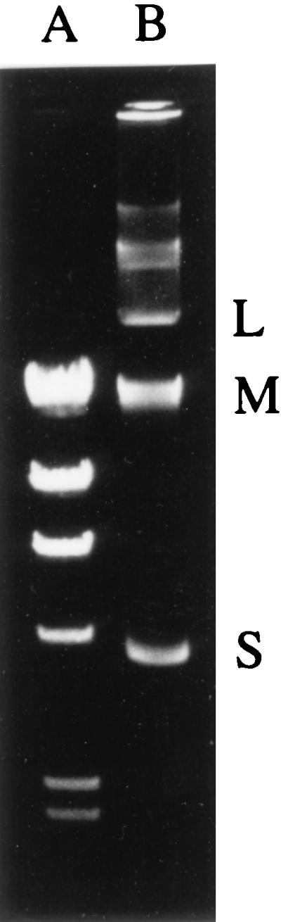 FIG. 1