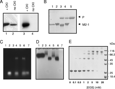 FIG. 8.