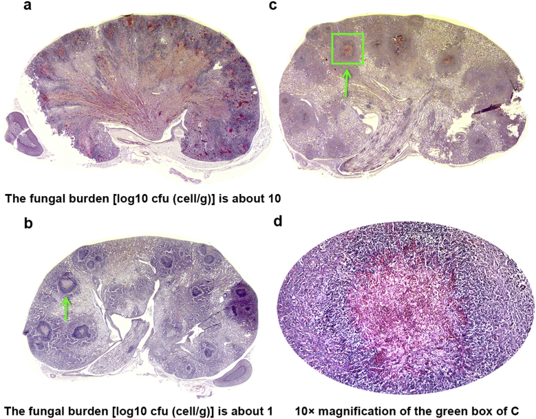 Fig. 6