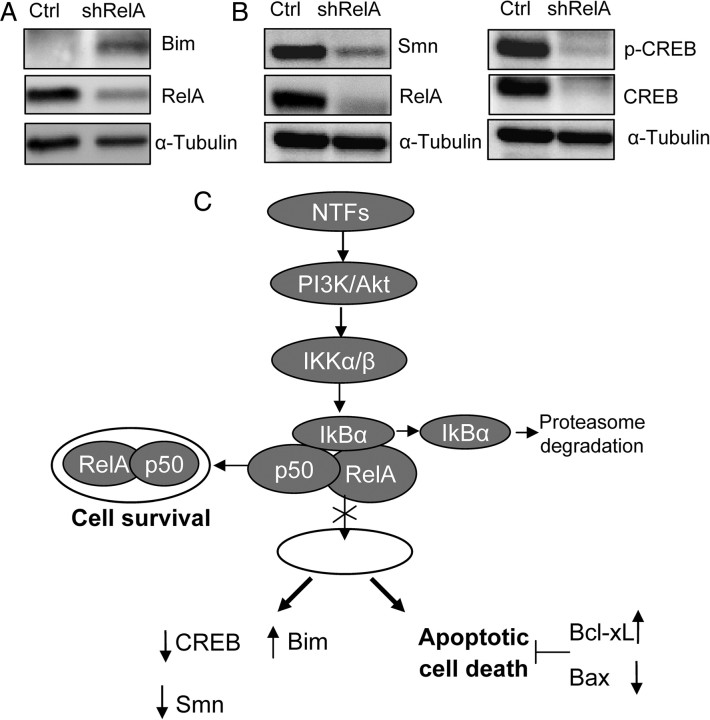 Figure 9.