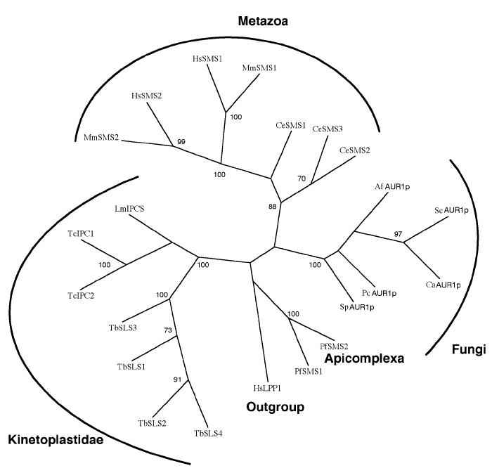 Figure C above