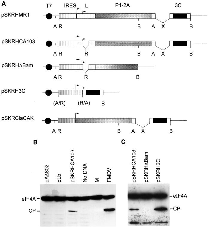 FIG. 3