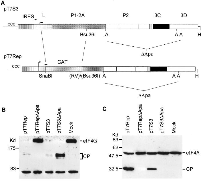 FIG. 6