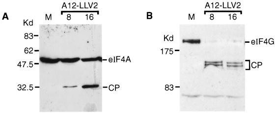 FIG. 5