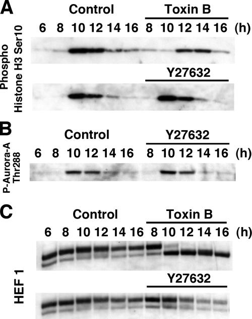 Figure 10.