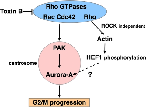 Figure 11.